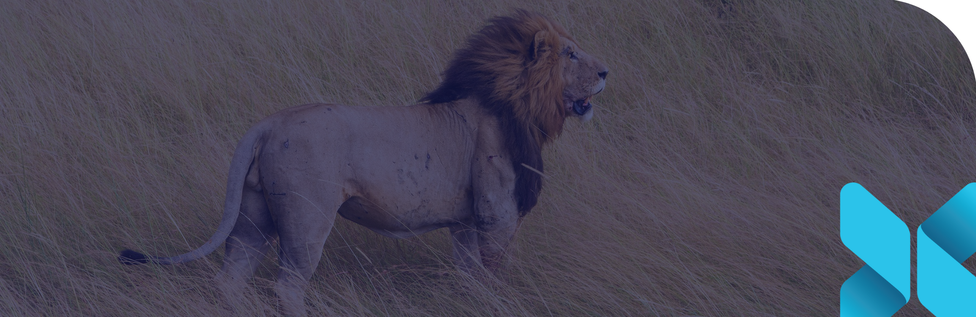 lion looking in the distance while standing in a field