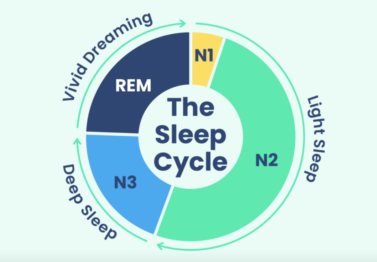 Sleep Cycles